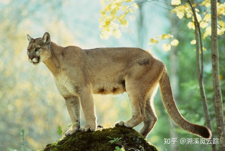 有哪些容易被认错的动物,容易被欺负的动物有哪些