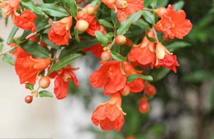 石榴只开花不结果怎么抢救,石榴只开花不坐果是什么原因