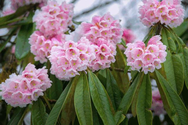 万亩杜鹃花开！邂逅野生水鹿，观云海住树屋，成都自驾3.5h就到！