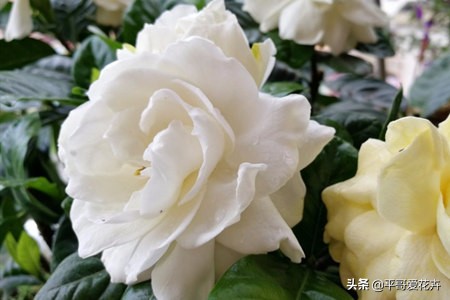 栀子花烂根最好的救活方法,栀子花烂根的补救办法