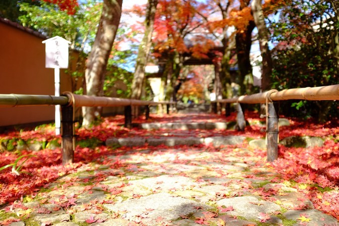 京都赏枫2022,京都赏枫必去景点有哪些好玩的