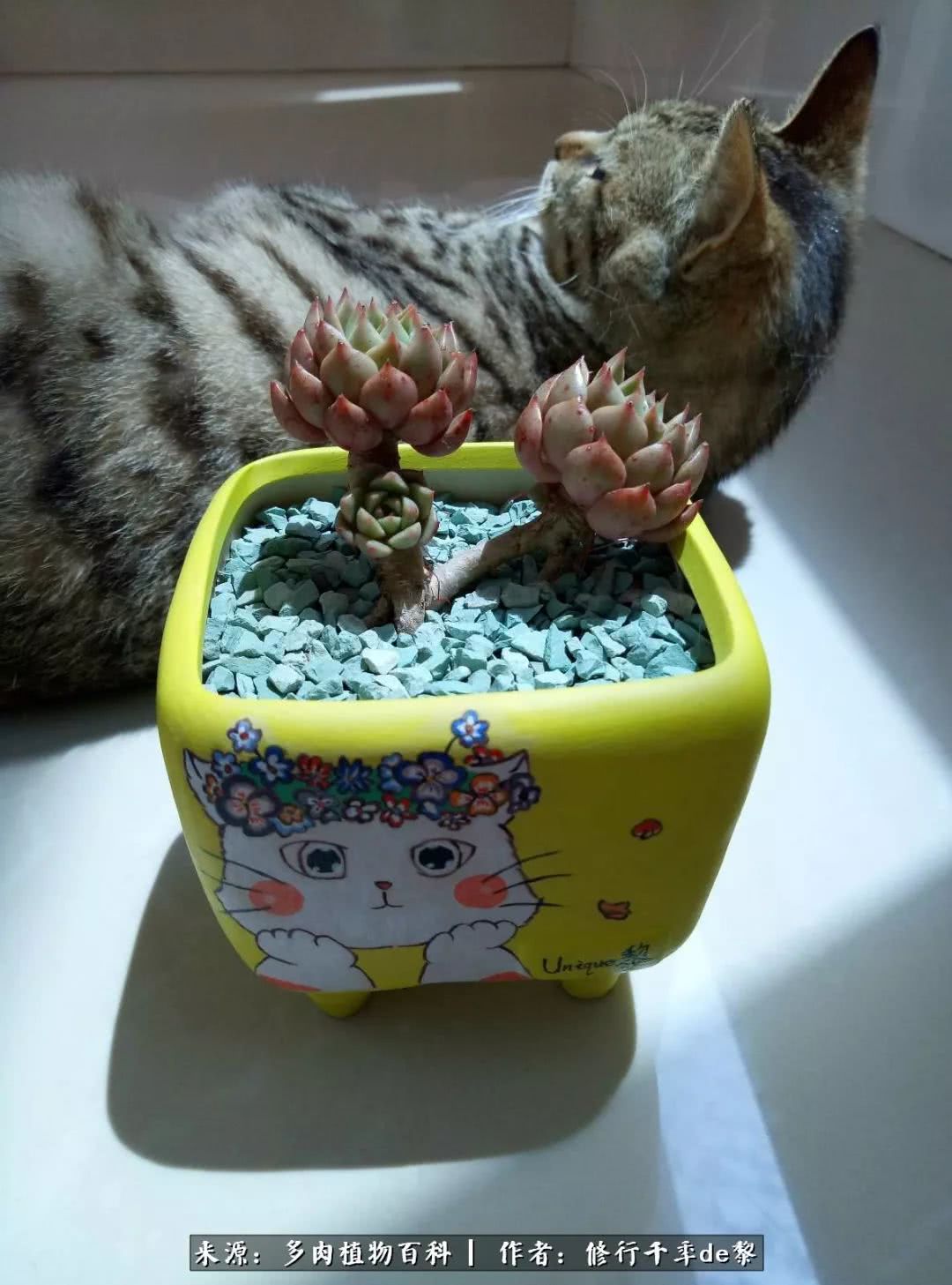 鱼和熊掌不可兼得自由和爱情,鱼和熊掌不可兼得胖和丑如影随形