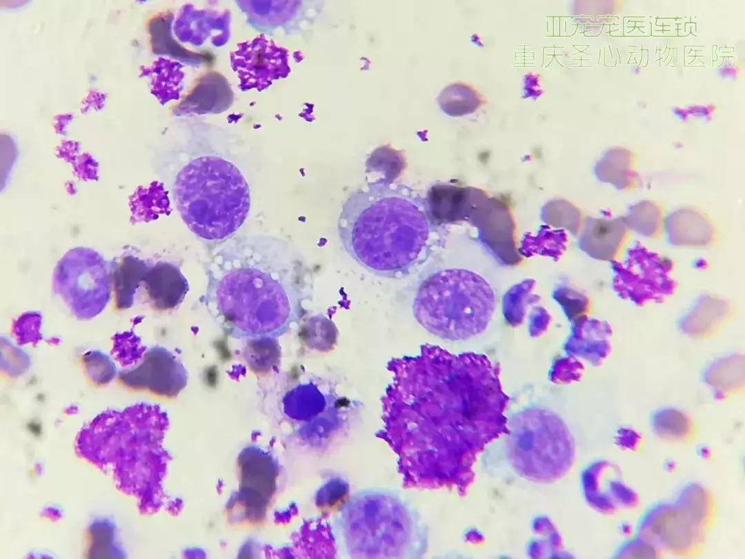 显微镜下的三千大千世界,显微镜下的世界是精美绝伦的