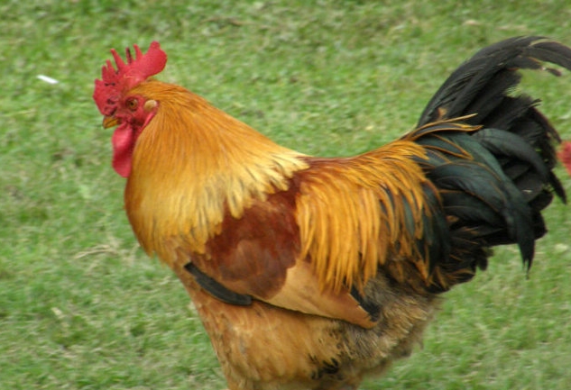 土鸡品种有哪些哪个品种好养,土鸡品种最好的是什么品种