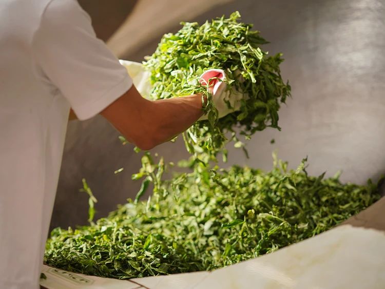 萎凋干燥杀青的区别,普洱茶萎凋什么程度杀青最佳