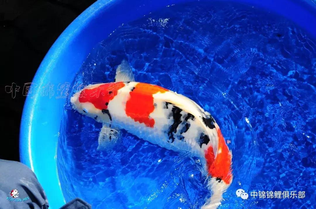 养巨鲤的正确方法图解,养鲤技术教程大全