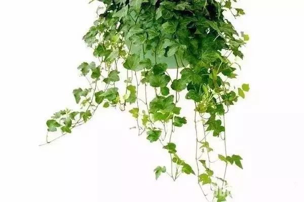 放卧室的观赏植物,适合放房间的植物好看