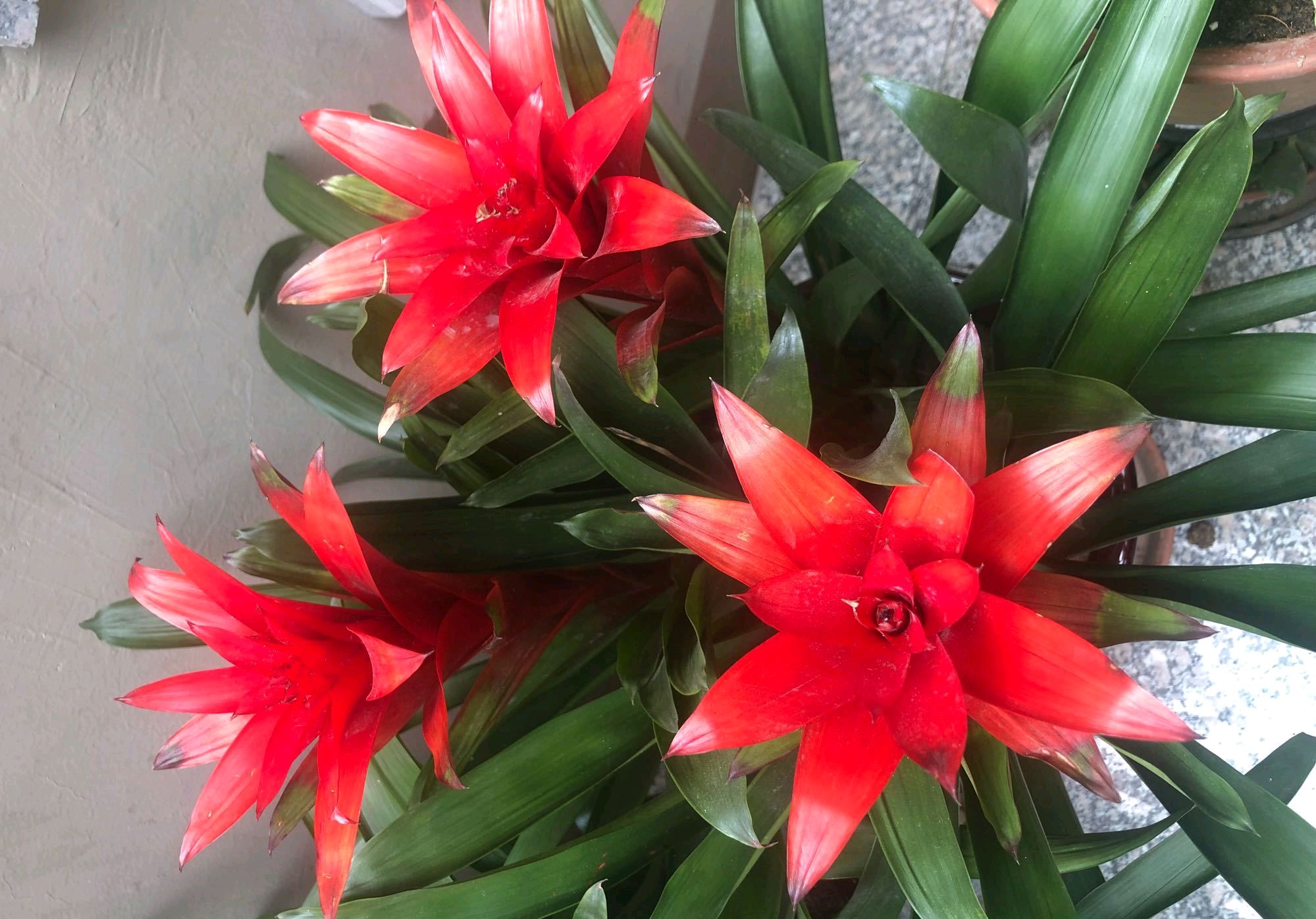 鸿运当头盆栽烂叶,鸿运当头盆栽的花枯萎了该怎么办