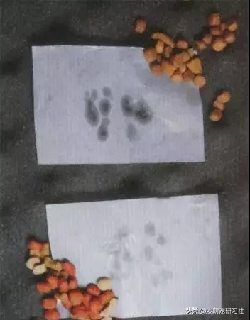 选狗粮不要按销量排序了!这样买狗粮,狗狗少说多活3年