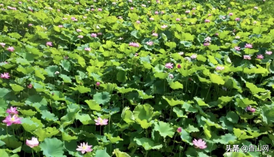 珠海鲜为人知的一面,珠海有名的花园