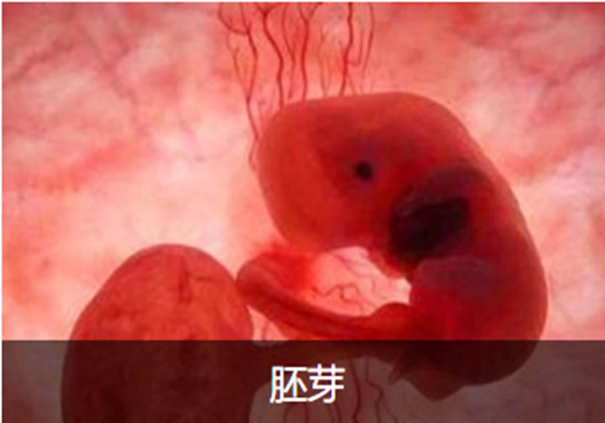 怀孕50多天没有胎心胎芽怎么办,怀孕50天没看见胎心胎芽正常吗