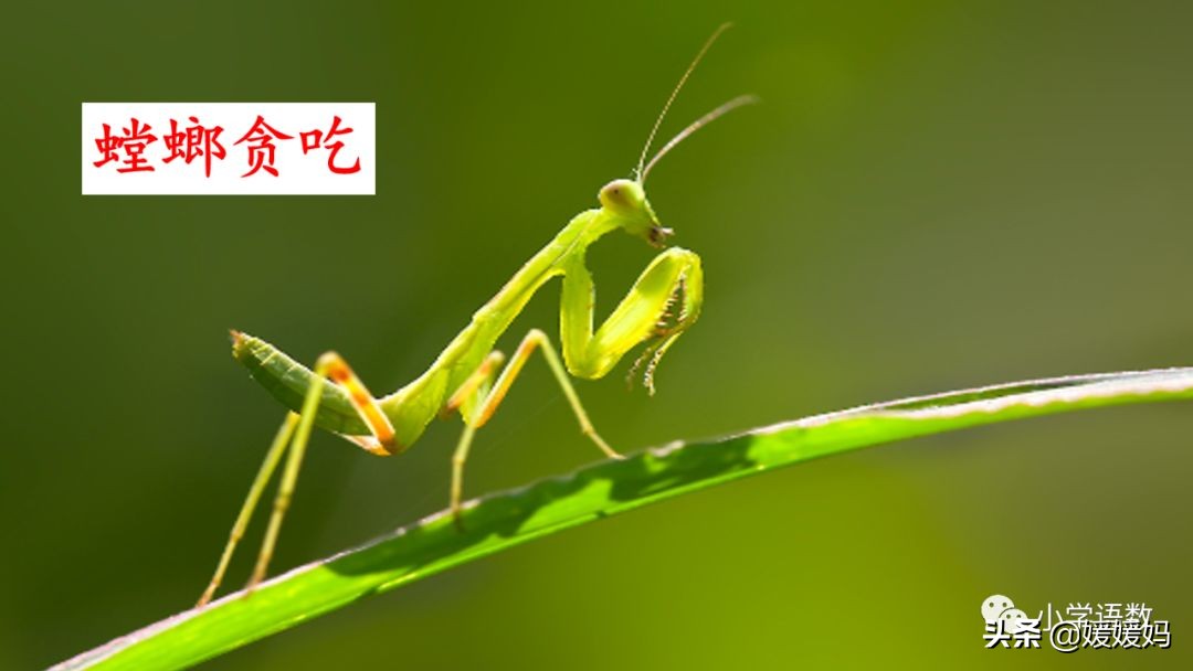 二年级下册我是一只小虫子课后题,二年级下册语文11我是一只小虫子