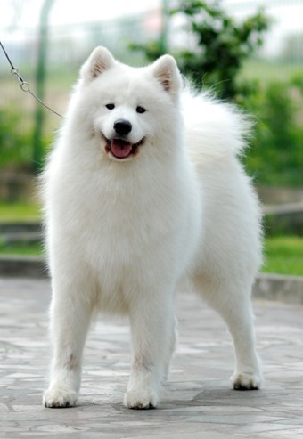 雪橇三傻不拉雪橇的萨摩耶,雪橇三傻中为什么有萨摩耶