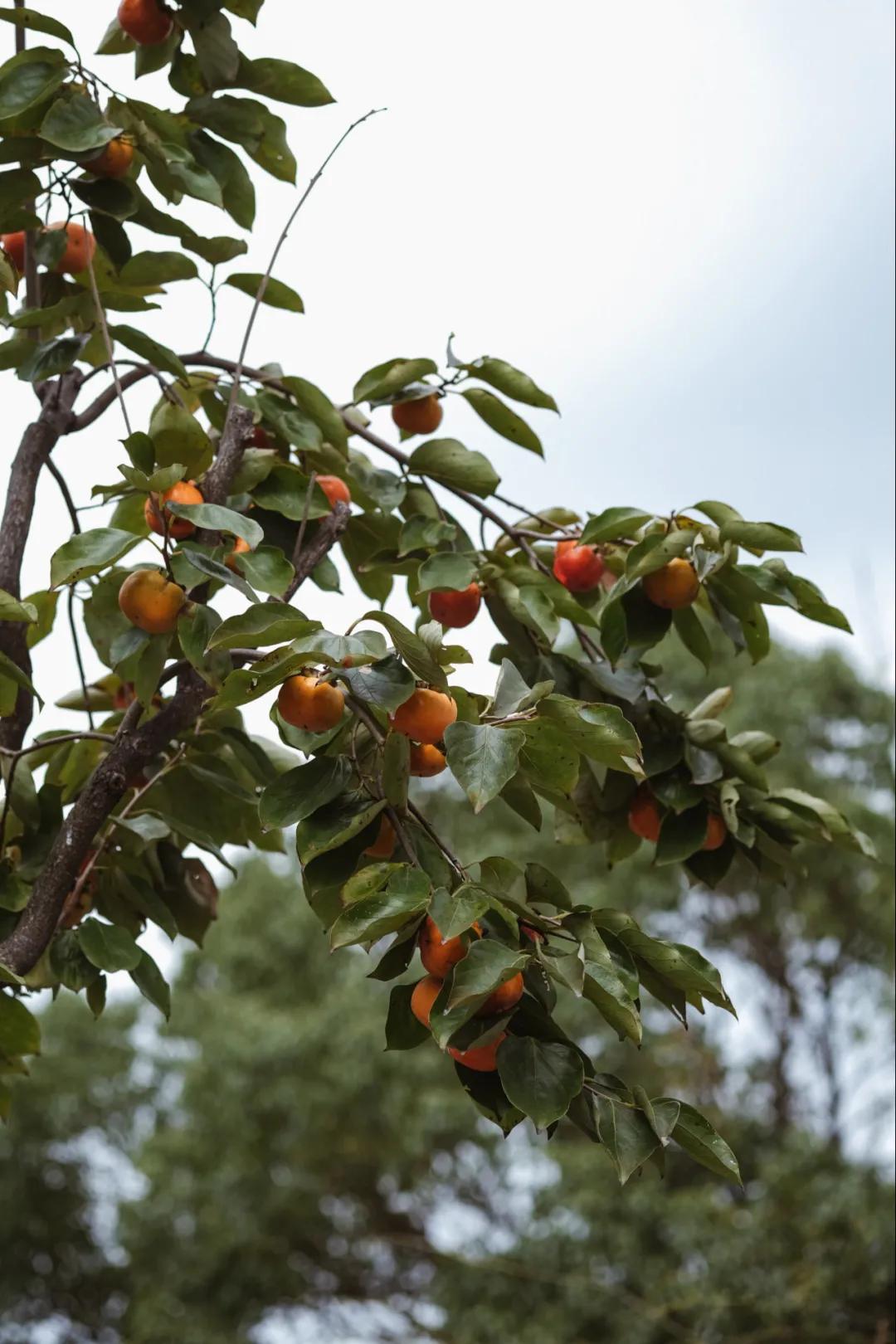 距离杭州45min的县城，竟藏着个“小新西兰”，趁人少快去