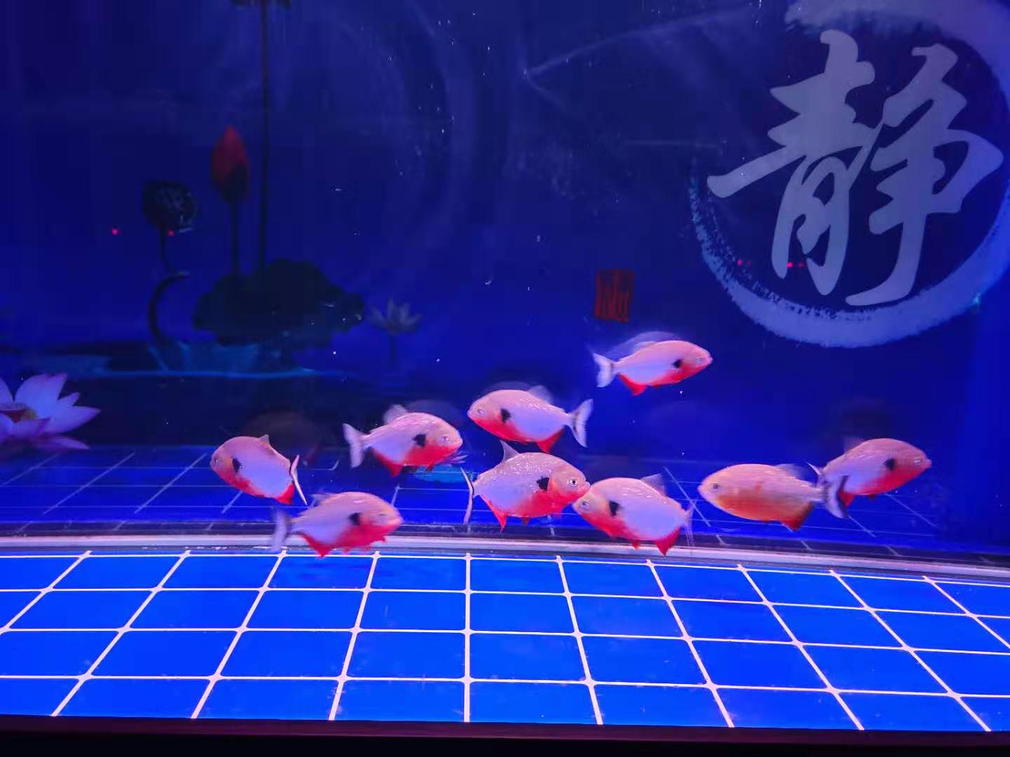 观赏鱼入缸第三天换水调整状态,观赏鱼一换水就不趴缸