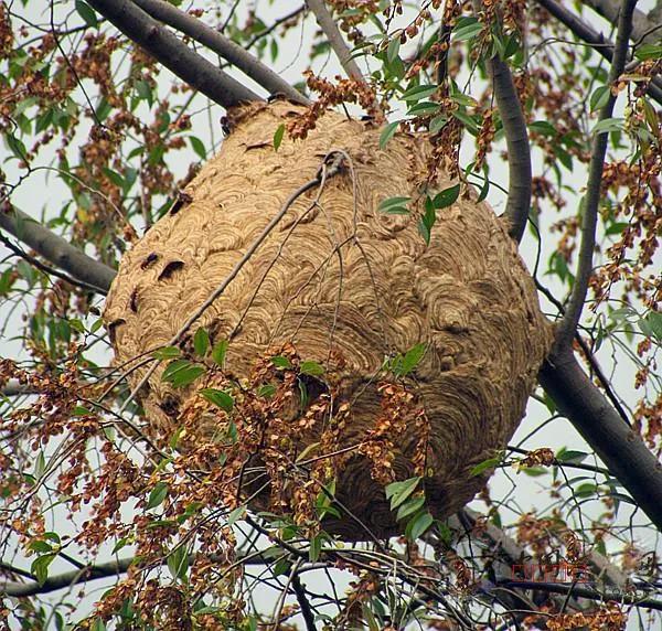 大山里常见的毒蜂,杀人蜂虎头蜂怕什么