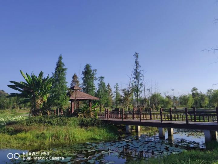 华为p50pro鸿蒙版评测,华为p50pocket鸿蒙