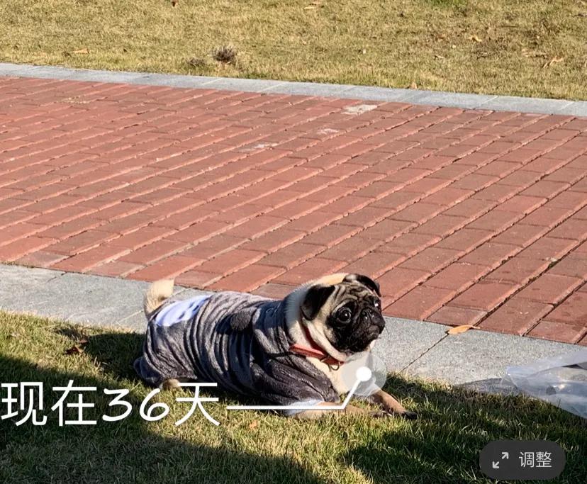 夏天泰迪狗狗生产注意事项,狗狗怀孕要生产的症状有哪些