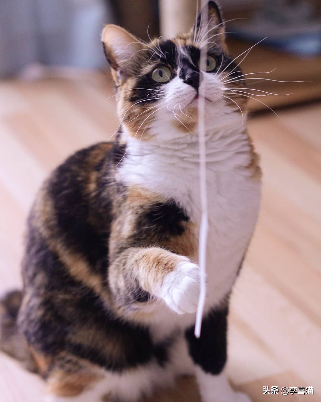 如何让猫咪与猫咪之间好好相处,陪猫咪玩注意事项