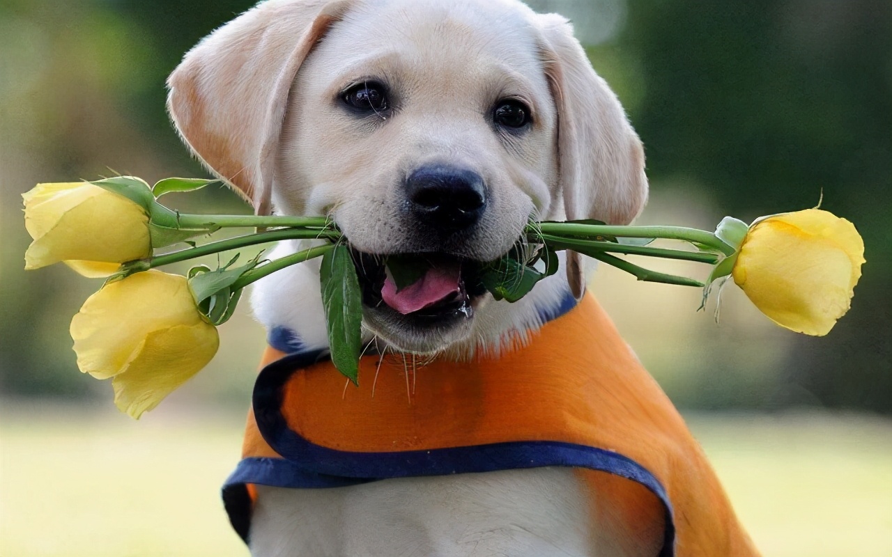 对不起我又想你了,对不起我又想你啦完整