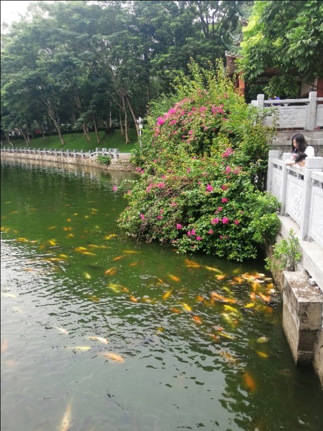 东莞旗峰公园掠影,东莞旗峰公园大体俯视图片