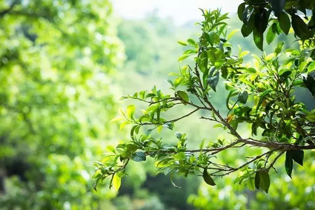 高黎贡山普洱茶生茶2014年,高黎贡山普洱茶品鉴