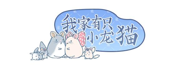 漫画故事龙猫 (一本关于龙猫的漫画)