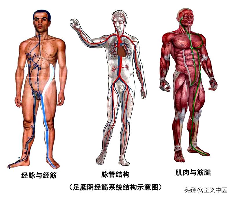 经筋和经络的区别图解,经筋和皮部