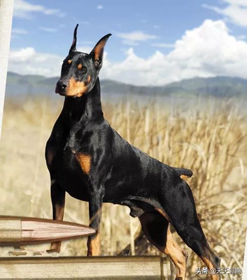 为什么德国犬种那么多,德国大型犬有哪些