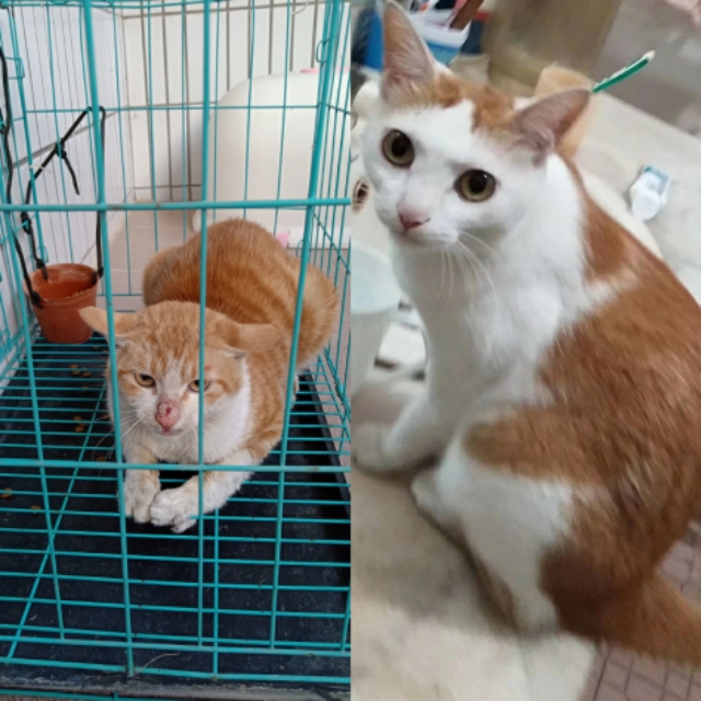 我家的猫咪作文,我家的猫咪