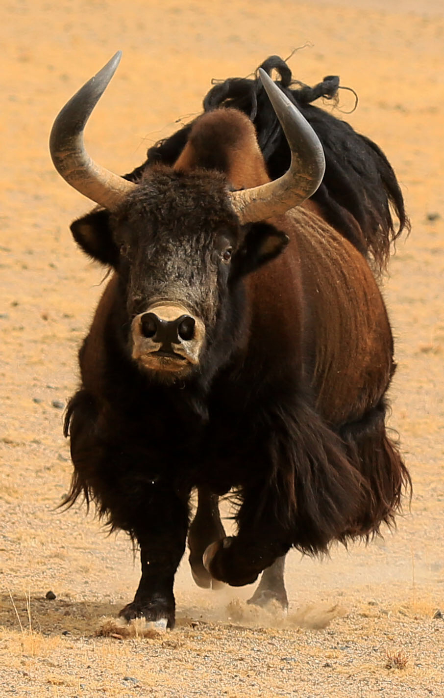 中药材山羊角,牦牛角怎么盘