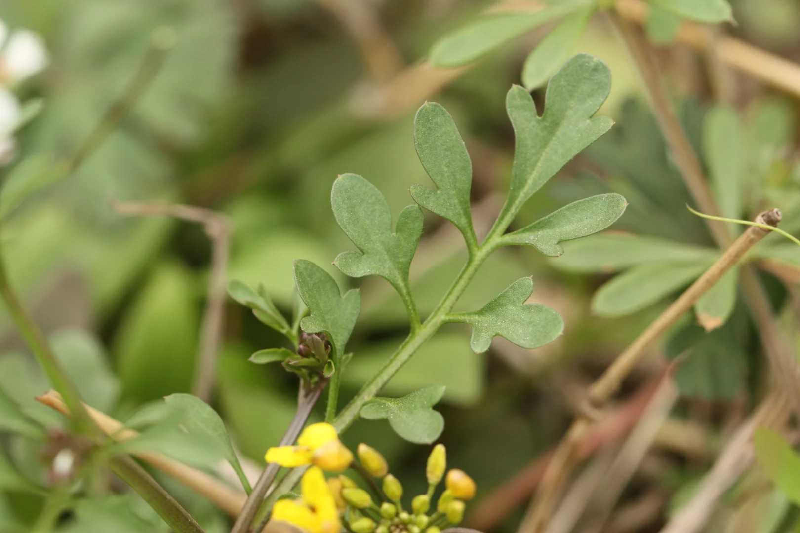 被子植物源自何方？它们有着怎样的特点。我们应该去哪里找寻