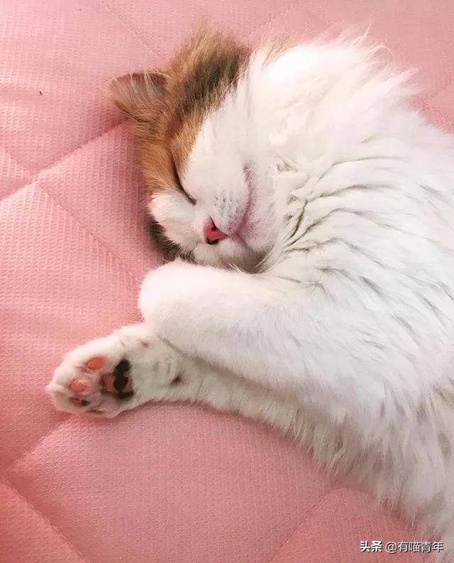 漂亮的三花猫欣赏,最迷人的三花猫