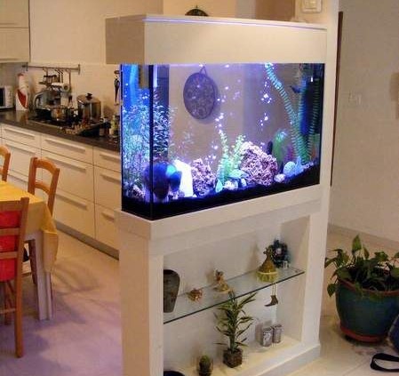 养鱼为什么要放盐,养鱼为什么又要杀菌又要培菌