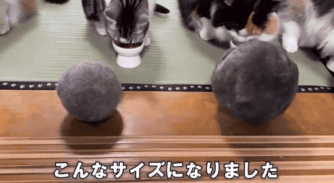 网友晒出5颗巨型毛球，救命！我快要窒息了