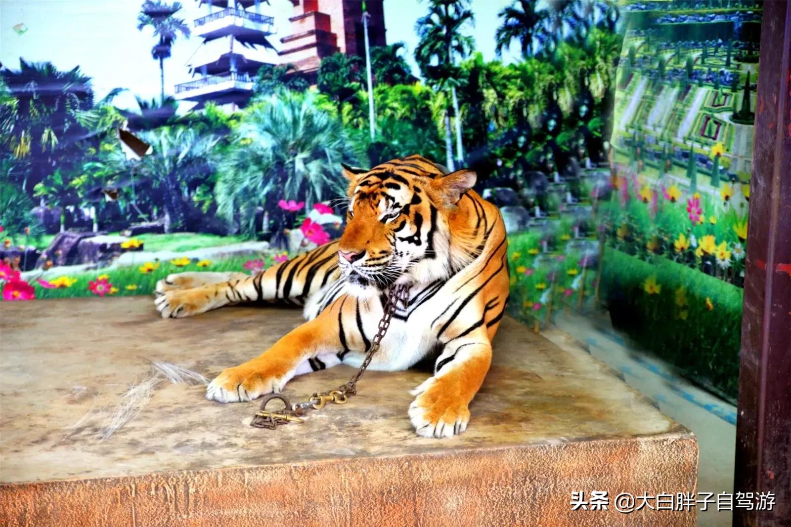 泰国风情之旅完整版,泰国风情记