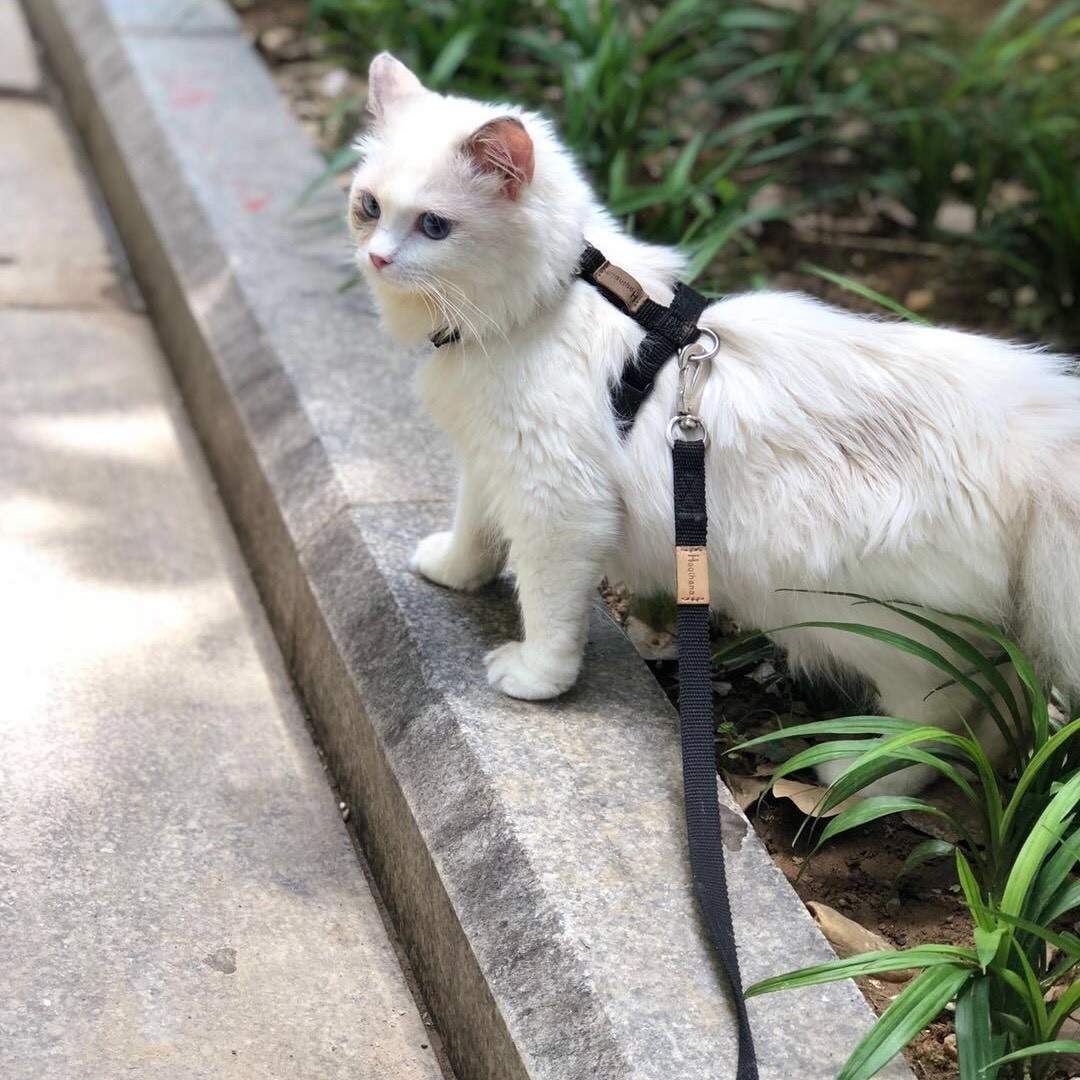 美国宠食真相网站2021认可猫狗粮榜单出炉,6款大陆有售