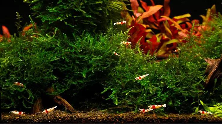 养草缸需要爆藻嘛,养草缸容易爆缸