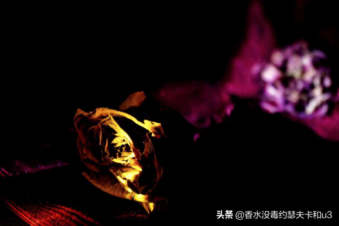 芦丹氏玫瑰花香,芦丹氏木质玫瑰