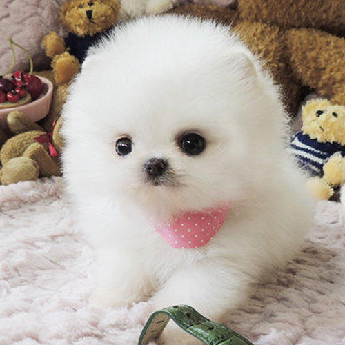 如何挑选小狗狗三个技巧,如何挑选幼犬