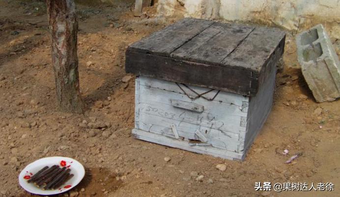 樱桃好吃树难栽大樱桃树视频,樱桃好吃树难栽口难开