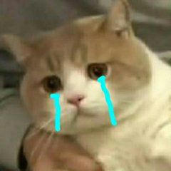 一次性宠物浴巾测评,宠物浴巾测评