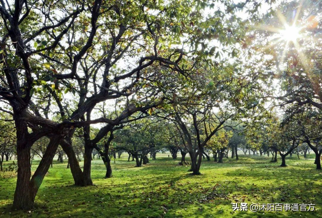 沭阳23个重大项目是哪些,沭阳重点发展的4个城镇