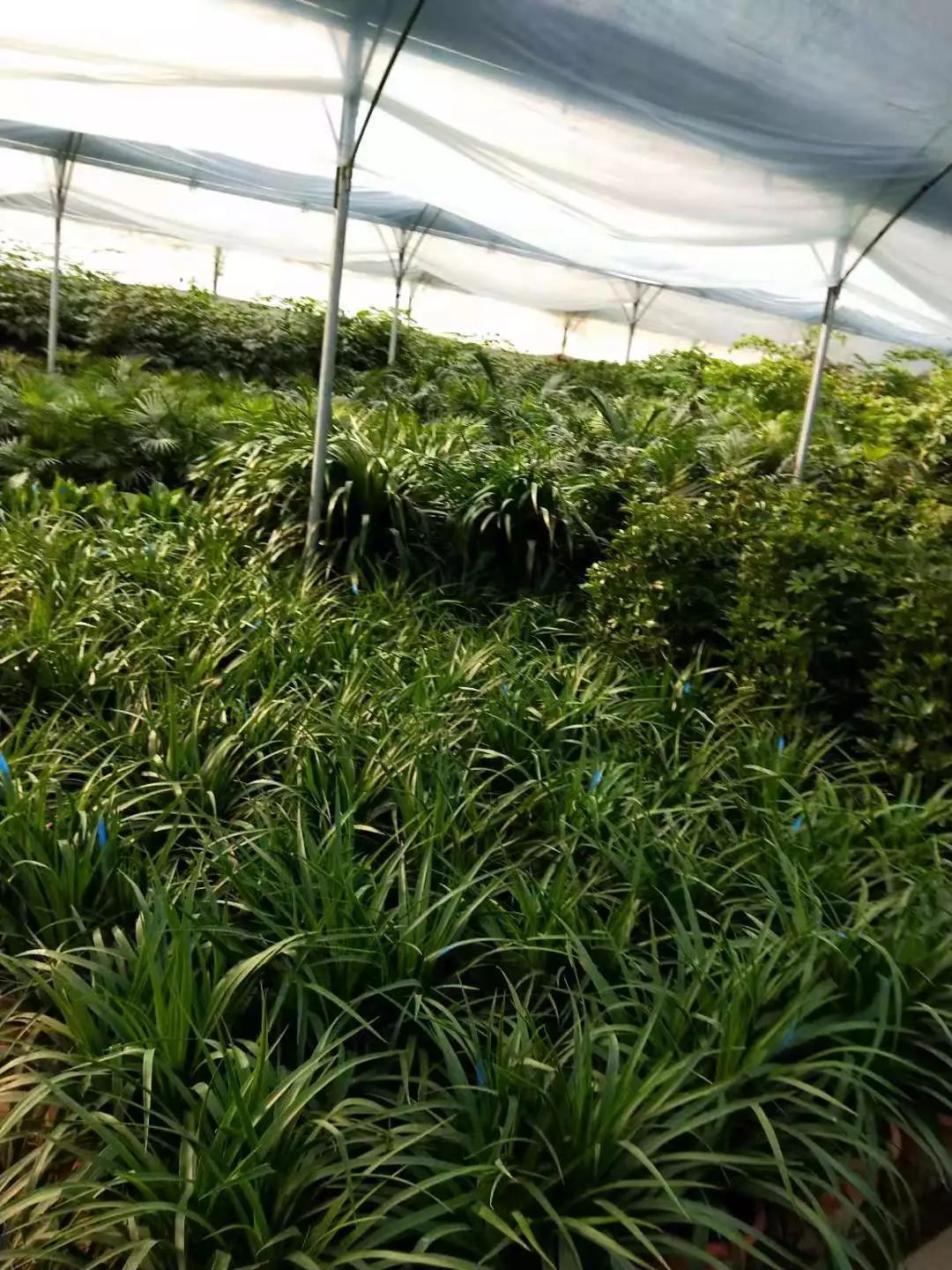 行行出状元都是民间的奇才,行行出状元创业