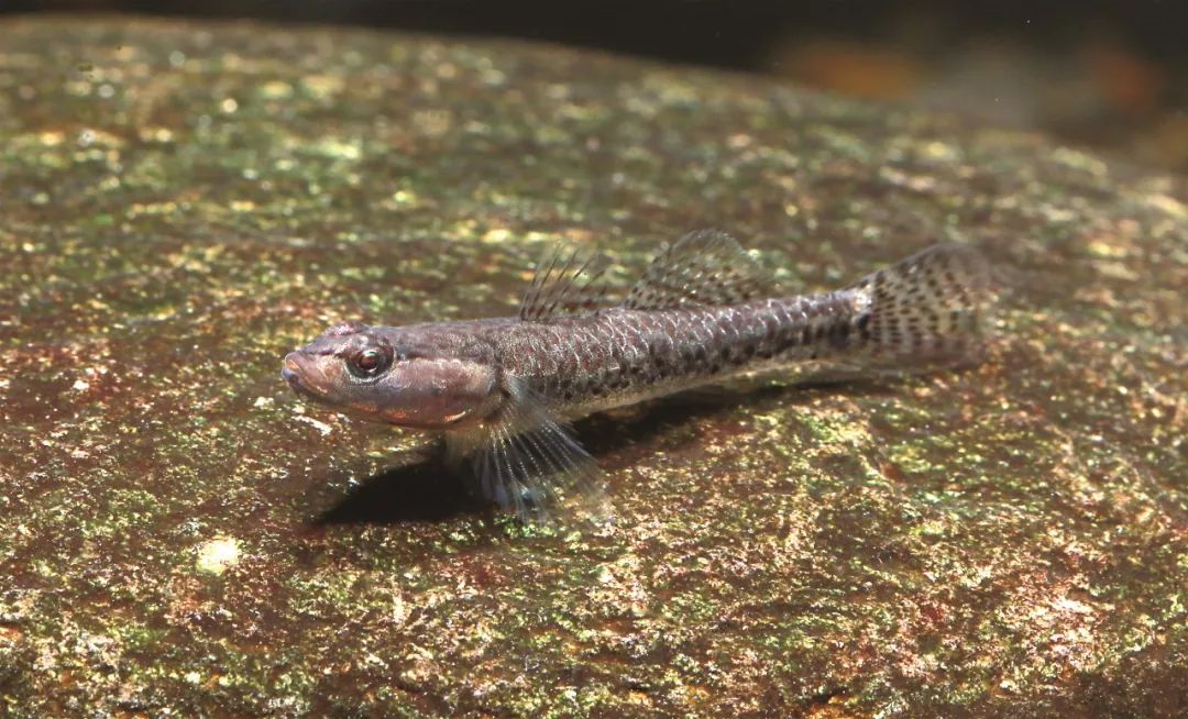 盘点那些大到离谱的淡水鱼,各种淡水鱼你认识吗