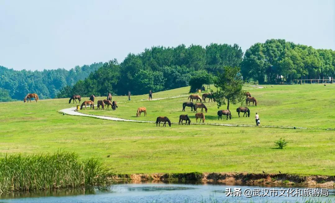 花young官方购票,花young套餐29元103g联通
