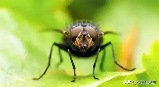 消灭苍蝇的办法是怎么做的,苍蝇太多怎么消灭最快最有效