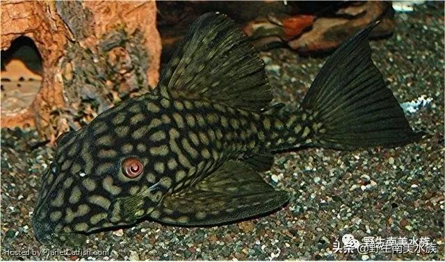 钻石皇冠豹鱼,每天认识一条鱼