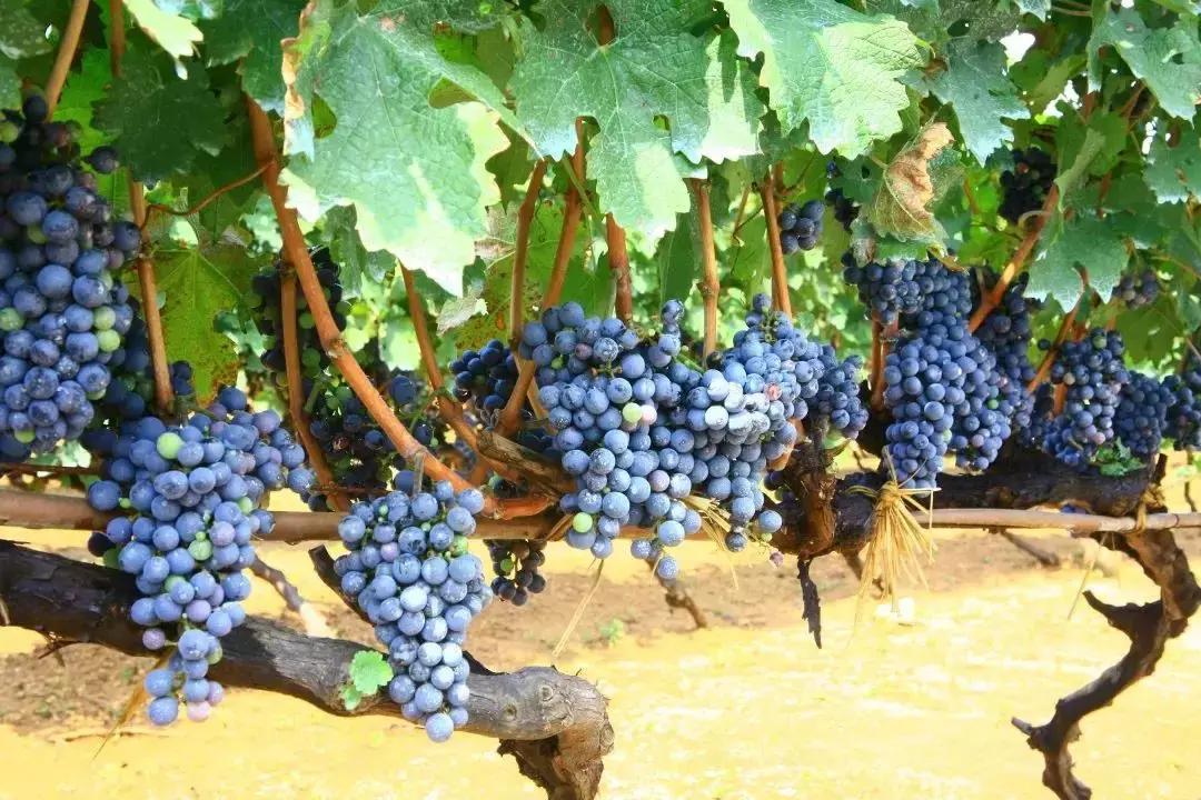 长城最经典的葡萄酒,长城国际葡萄酒