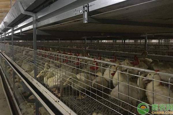 笼养蛋鸭正确方法,笼养鸭的出粪设置